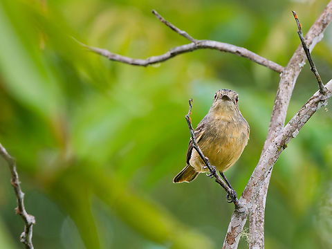 Rufous-tailed Tyrant in Ecuador  Ecuador,Geotagged,Knipolegus poecilurus,Rufous-tailed tyrant,Spring