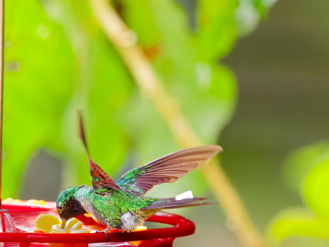 Rufous-vented Whitetip in Ecuador seen at Wild Sumaco Lodge Ecuador,Geotagged,Rufous-vented whitetip,Spring,Urosticte ruficrissa