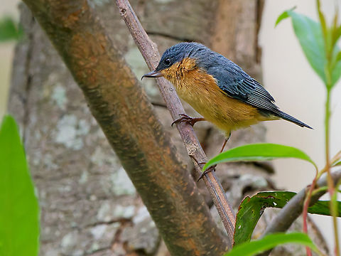Rusty Flowerpiercer in Ecuador  Diglossa sittoides,Ecuador,Geotagged,Rusty flowerpiercer,Spring