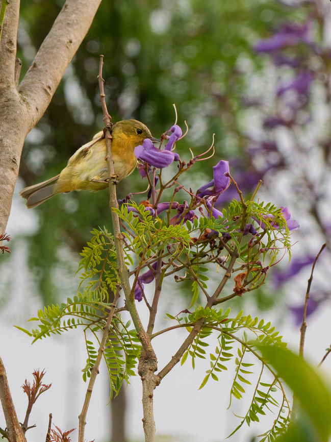 Rusty Flowerpiercer, female missing female added Diglossa sittoides,Ecuador,Geotagged,Rusty flowerpiercer,Spring
