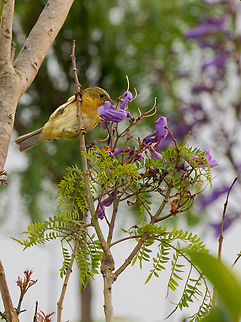 Rusty Flowerpiercer, female missing female added Diglossa sittoides,Ecuador,Geotagged,Rusty flowerpiercer,Spring
