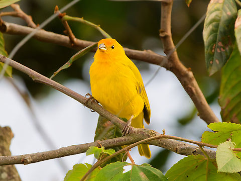 Saffron Finch in Ecuador  Ecuador,Geotagged,Saffron Finch,Sicalis flaveola,Spring