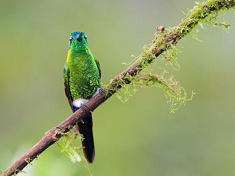Sapphire-vented Puffleg in Ecuador  Ecuador,Eriocnemis luciani,Geotagged,Sapphire-vented puffleg,Spring