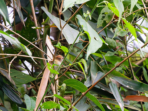 Scale-crested Pygmy-Tyrant in Ecuador  Ecuador,Geotagged,Lophotriccus pileatus,Scale-crested pygmy tyrant,Spring
