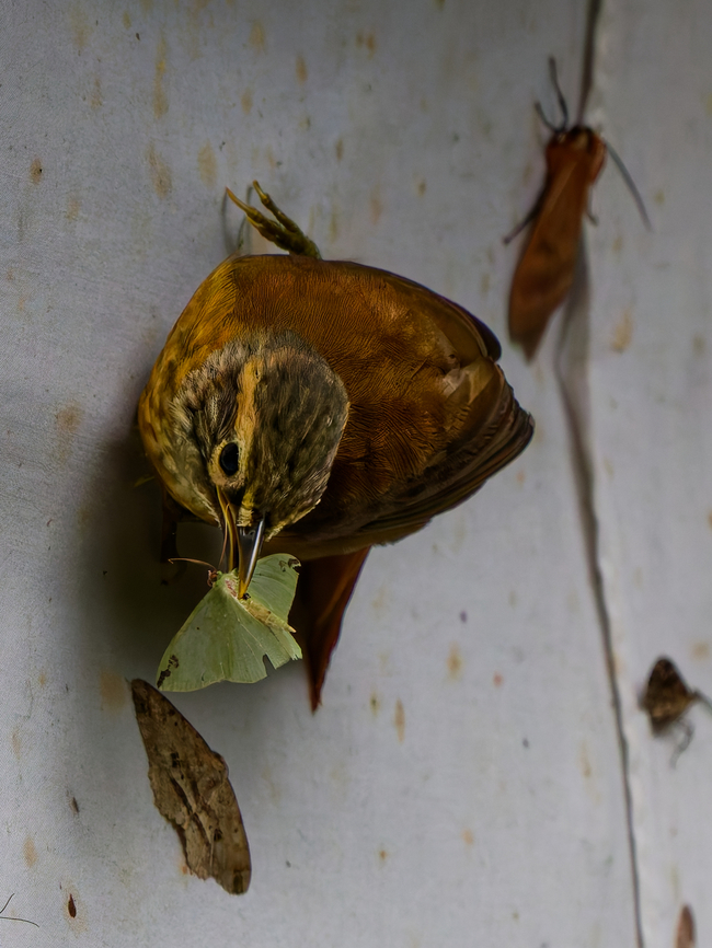 Scaly-throated Foliage-gleaner in Ecuador helps himself to the buffet consisting of a light trap (Polillero)<br />
the prey is a Opisthograptis luteolata<br />
 Anabacerthia variegaticeps,Ecuador,Geotagged,Opisthograptis luteolata,Scaly-throated foliage-gleaner,Spring