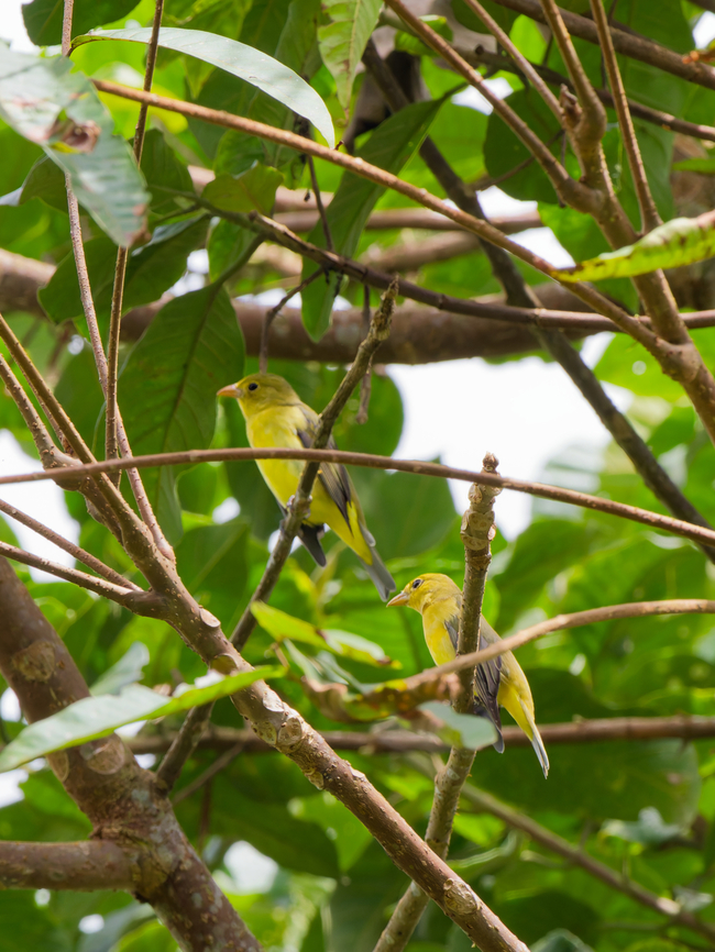 Scarlet Tanager in Ecuador  Ecuador,Geotagged,Piranga olivacea,Scarlet tanager,Spring