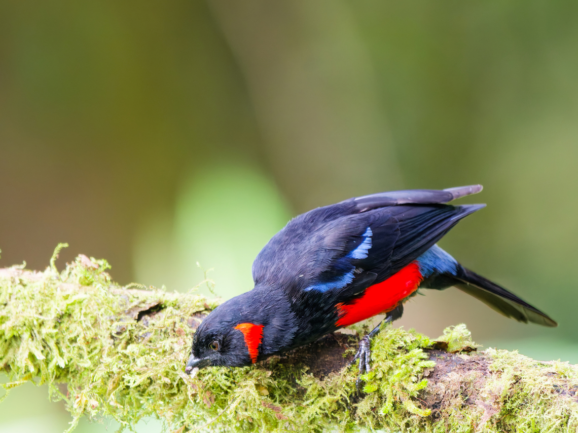 Scarlet-bellied Mountain Tanager in Ecuador recently established welcoming ceremony for high-ranking personalities Anisognathus igniventris,Ecuador,Geotagged,Scarlet-bellied mountain tanager,Spring