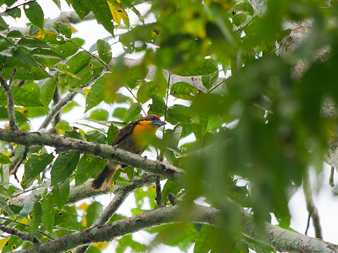 Scarlet-crowned Barbet in Ecuador  Capito aurovirens,Ecuador,Geotagged,Scarlet-crowned Barbet,Spring