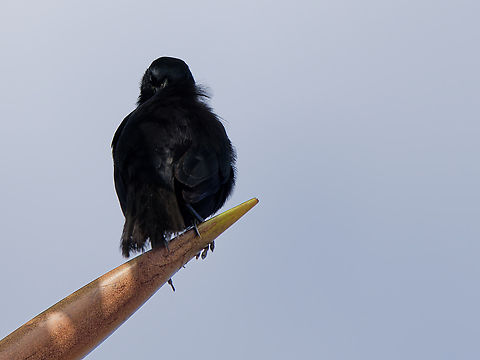 Scrub Blackbird in Ecuador  Dives warczewiczi,Ecuador,Geotagged,Scrub blackbird,Spring