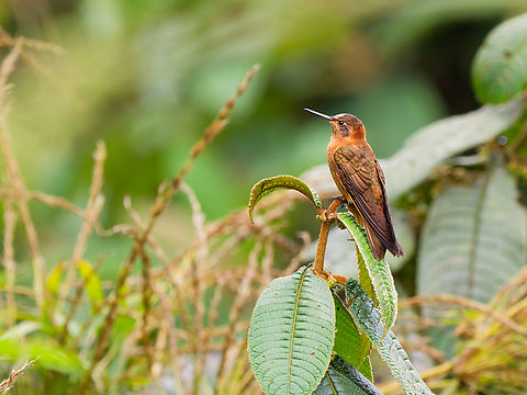 Shining Sunbeam in Ecuador  Aglaeactis cupripennis,Ecuador,Geotagged,Shining sunbeam,Spring