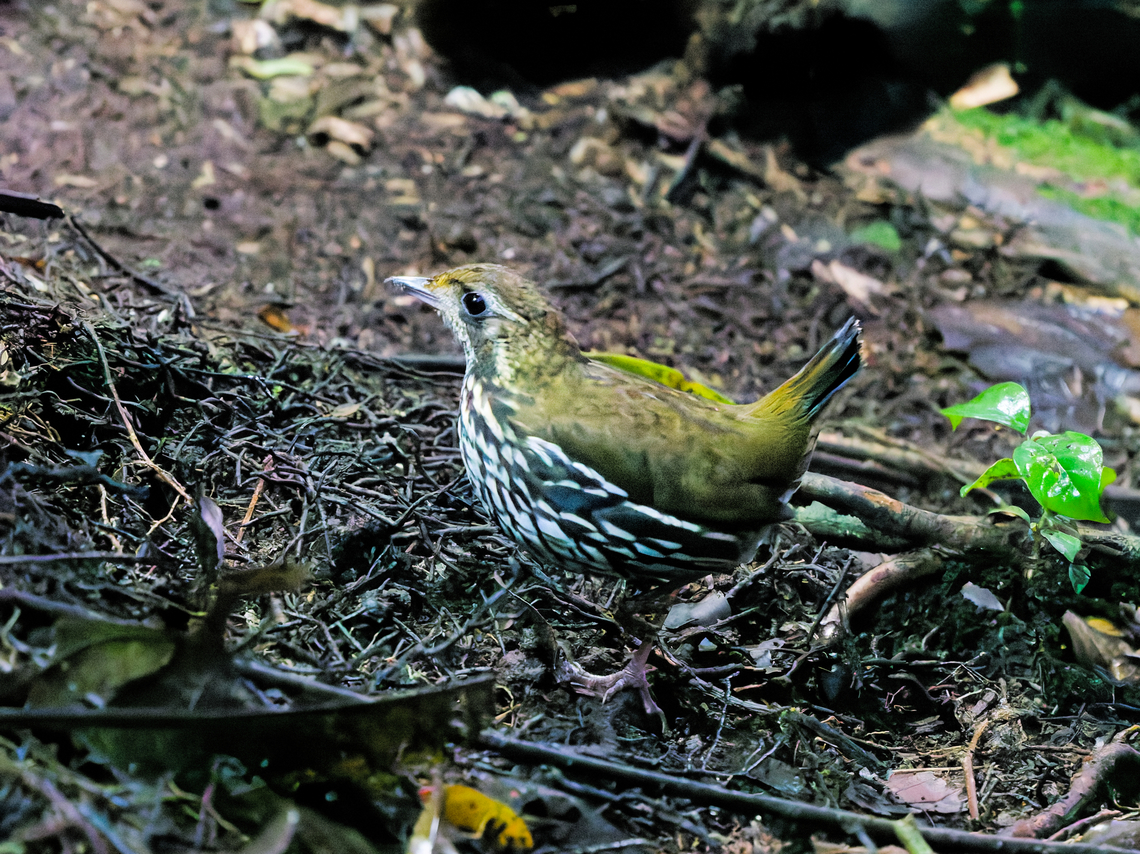 Short-tailed Antthrush in Ecuador  Chamaeza campanisona,Ecuador,Geotagged,Short-tailed antthrush,Spring