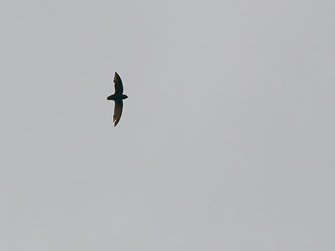 Short-tailed Swift in Ecuador  Chaetura brachyura,Ecuador,Geotagged,Short-tailed swift,Spring