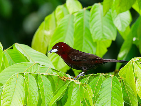 Silver-beaked Tanager in Ecuador  Ecuador,Geotagged,Ramphocelus carbo,Silver Beaked Tanager,Spring