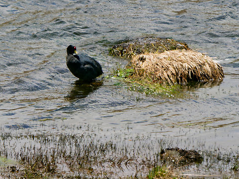 Slate-coloured Coot in Ecuador  Andean coot,Ecuador,Fulica ardesiaca,Geotagged,Spring
