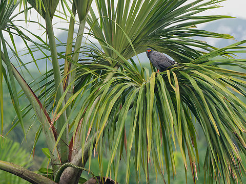 Slate-coloured Hawk in Ecuador  Buteogallus schistaceus,Ecuador,Geotagged,Slate-colored hawk,Spring