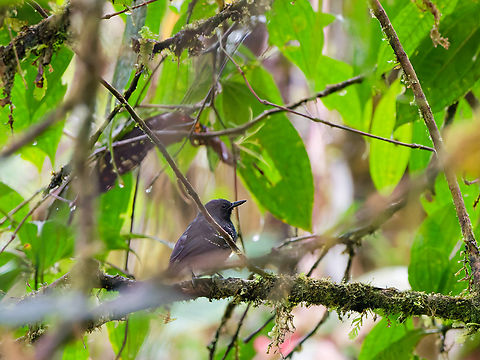 Slaty Antwren in Ecuador  Ecuador,Fall,Geotagged,Los Cedros Reserve,Myrmotherula schisticolor,Slaty antwren