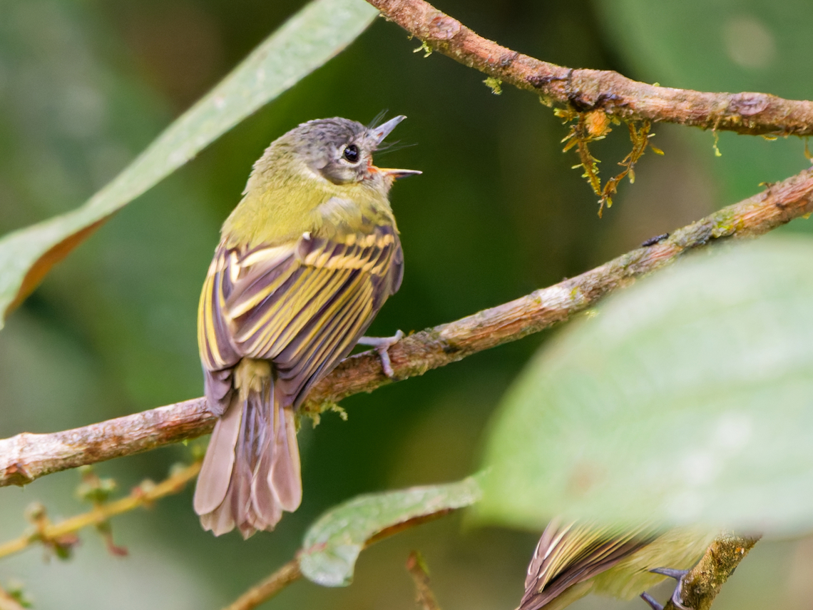 Slaty-capped Flycatcher in Ecuador  Ecuador,Fall,Geotagged,Leptopogon superciliaris,Slaty-capped flycatcher