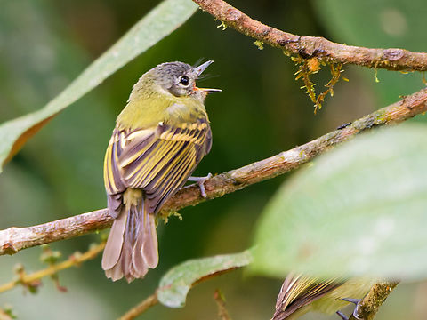 Slaty-capped Flycatcher in Ecuador  Ecuador,Fall,Geotagged,Leptopogon superciliaris,Slaty-capped flycatcher