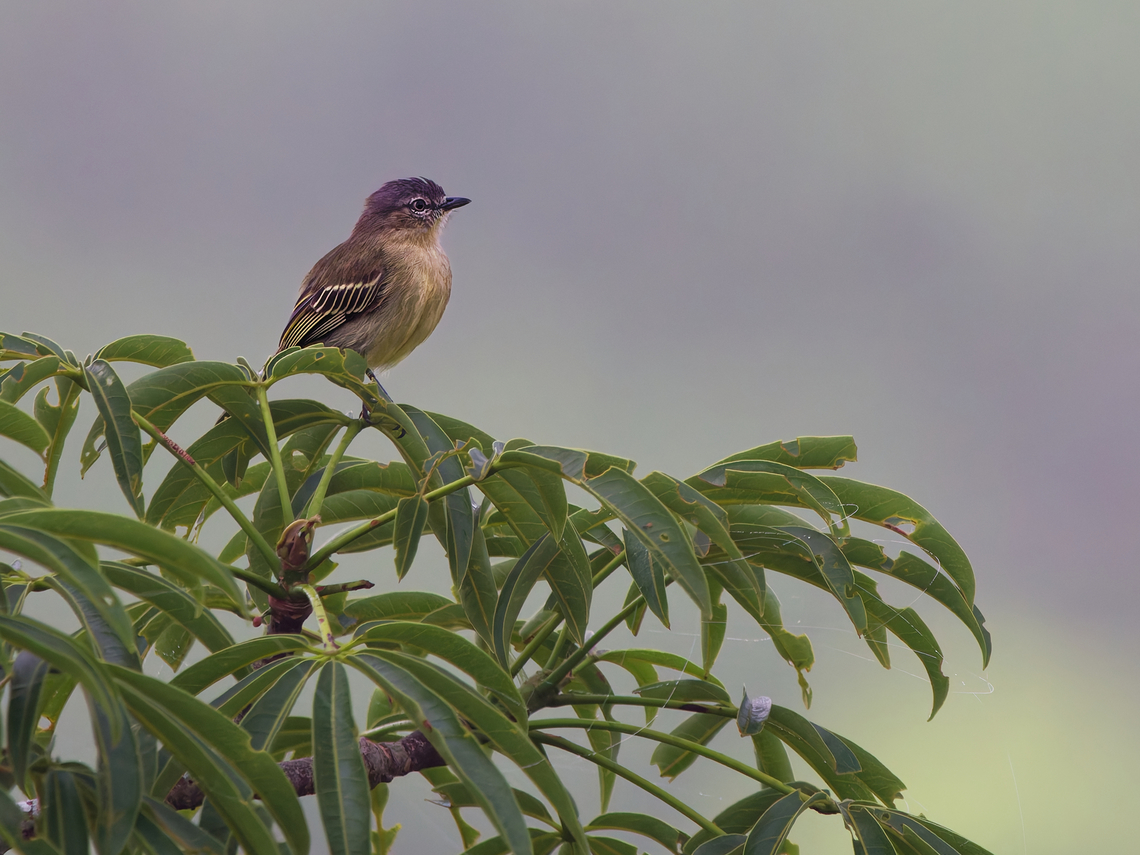 Slender-footed Tyrannulet in Ecuador  Ecuador,Geotagged,Slender-footed Tyrannulet,Spring,Zimmerius gracilipes