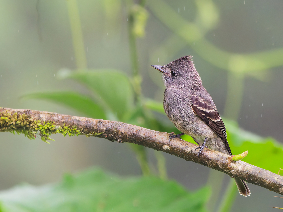 Smoke-coloured Pewee in Ecuador  Contopus fumigatus,Ecuador,Fall,Geotagged,Smoke-colored pewee