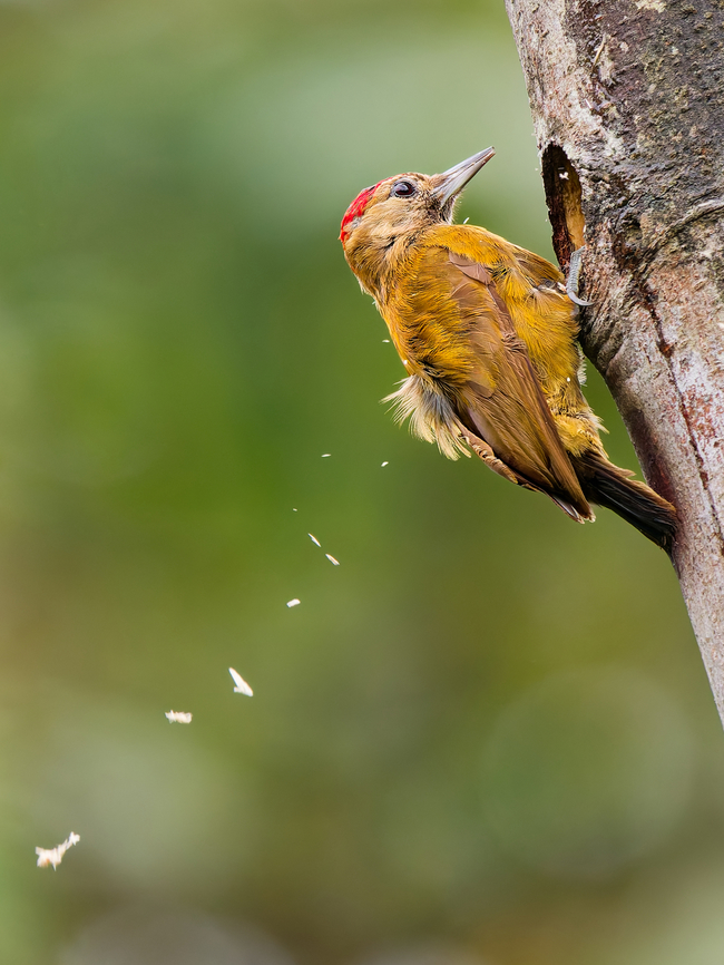 Smoky-brown Woodpecker in Ecuador working on its hole Ecuador,Fall,Geotagged,Leuconotopicus fumigatus,Smoky-brown woodpecker
