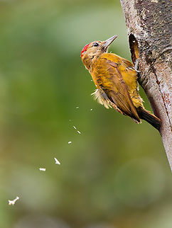 Smoky-brown Woodpecker in Ecuador working on its hole Ecuador,Fall,Geotagged,Leuconotopicus fumigatus,Smoky-brown woodpecker