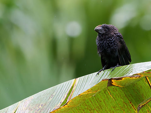 Smooth-billed Ani in Ecuador  Crotophaga ani,Ecuador,Geotagged,Smooth-billed Ani,Spring
