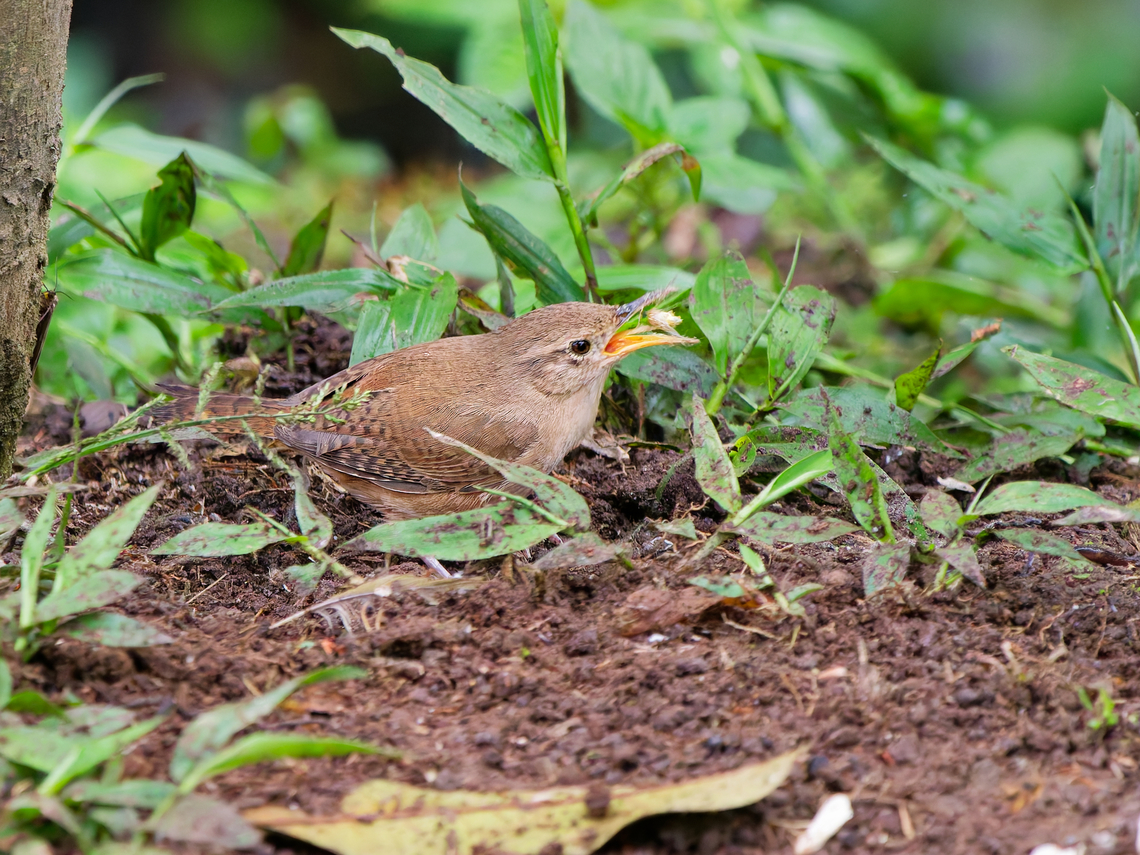 Southern House Wren in Ecuador seen at Mashpi Amagusa at light trap Polillero Ecuador,Fall,Geotagged,Southern House Wren,Troglodytes musculus