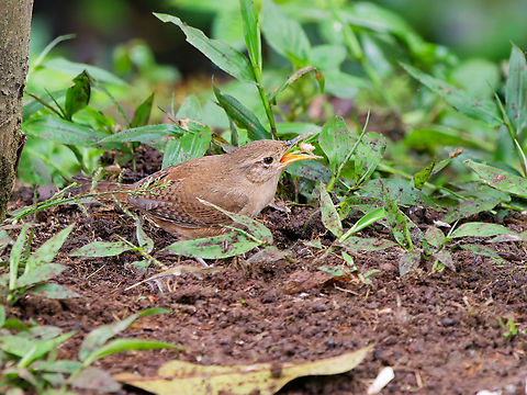 Southern House Wren in Ecuador seen at Mashpi Amagusa at light trap Polillero Ecuador,Fall,Geotagged,Southern House Wren,Troglodytes musculus