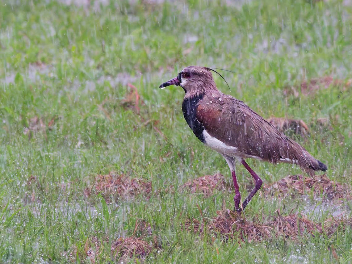 Southern Lapwing in Ecuador in the rain Ecuador,Geotagged,Southern Lapwing,Spring,Vanellus chilensis