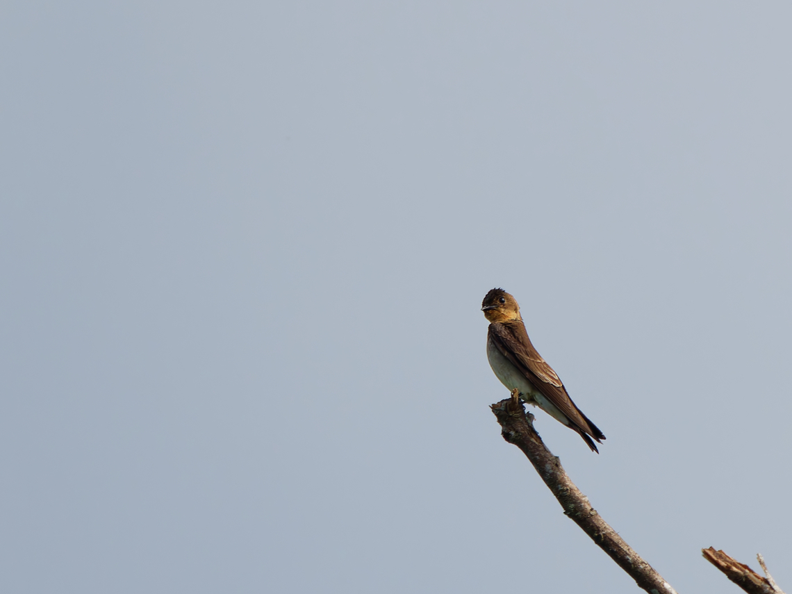 Southern Rough-winged Swallow in Ecuador  Ecuador,Geotagged,Southern Rough-winged Swallow,Spring,Stelgidopteryx ruficollis