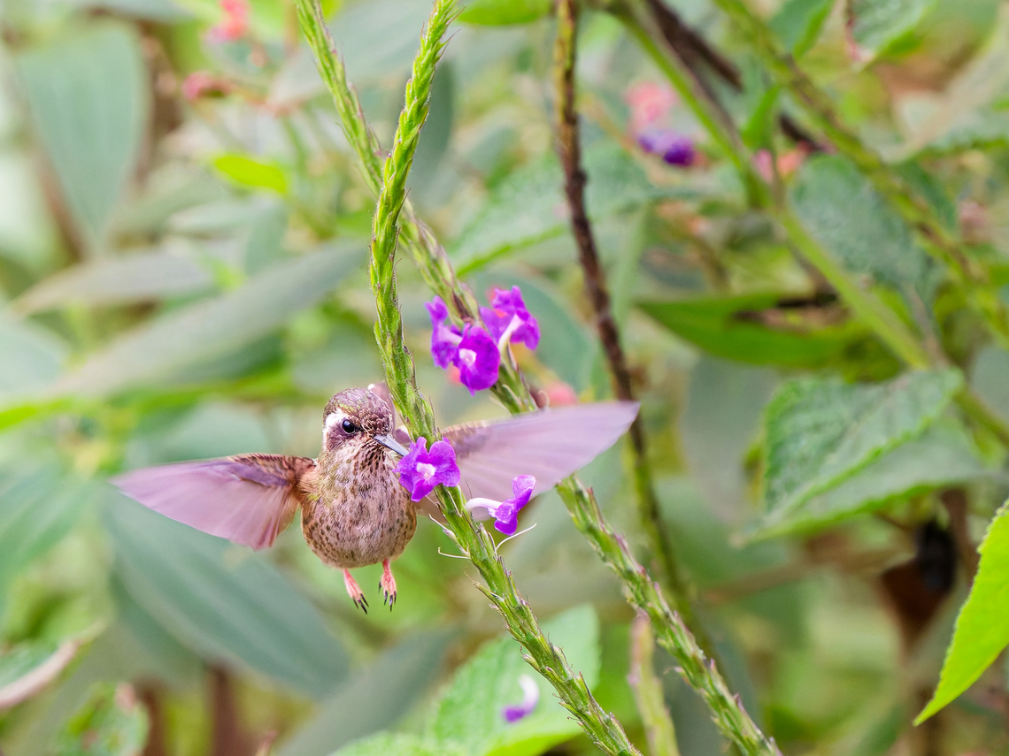 Speckled Hummingbird in Ecuador ssp. maculata Adelomyia melanogenys,Ecuador,Fall,Geotagged,Speckled Hummingbird