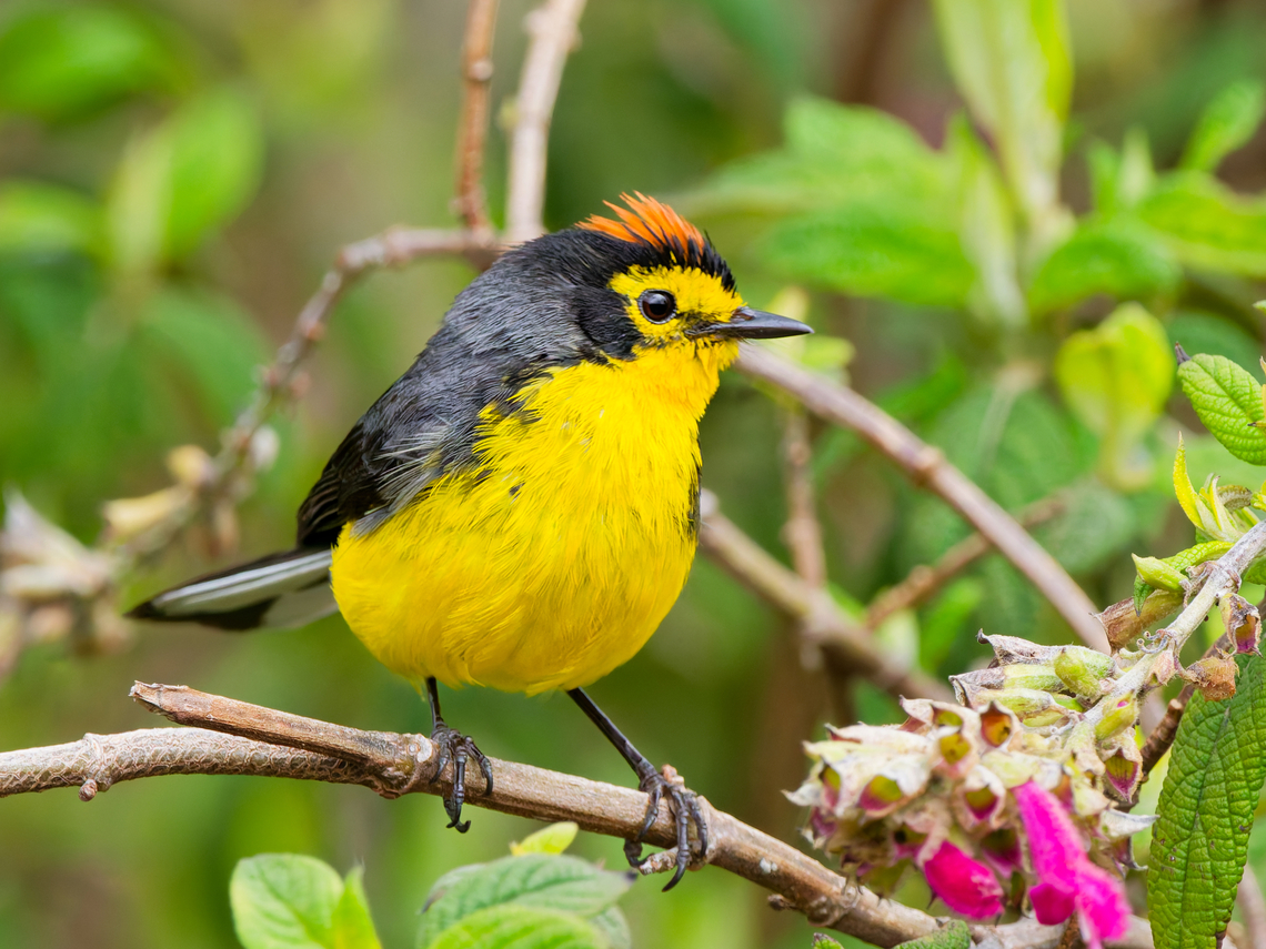 Spectacled Redstart in Ecuador  Ecuador,Geotagged,Myioborus melanocephalus,Spectacled whitestart,Spring