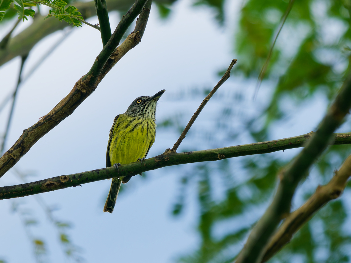 Spotted Todi-Flycatcher in Ecuador  Ecuador,Geotagged,Spotted Tody-flycatcher,Spring,Todirostrum maculatum
