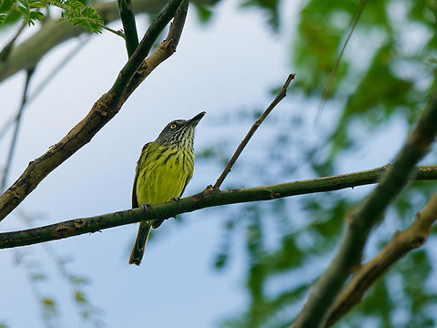 Spotted Todi-Flycatcher in Ecuador  Ecuador,Geotagged,Spotted Tody-flycatcher,Spring,Todirostrum maculatum