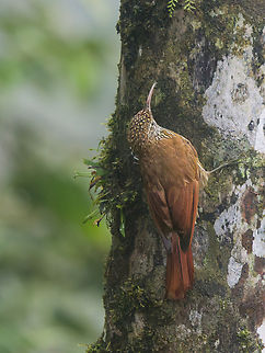 Spotted Woodcreeper in Ecuador  Ecuador,Fall,Geotagged,Spotted woodcreeper,Xiphorhynchus erythropygius