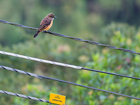 Streak-throated Bush-Tyrant in Ecuador  Ecuador,Geotagged,Myiotheretes striaticollis,Spring,Streak-throated bush tyrant