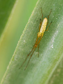 Tetragnatha sp. seen in Ecuador around San Francisco de Borja Ecuador,Geotagged,Spring,Tetragnatha straminea,tetragnatha straminea