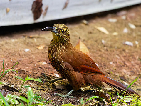 Strong-billed Woodcreeper in Ecuador  Ecuador,Geotagged,Spring,Strong-billed woodcreeper,Xiphocolaptes promeropirhynchus