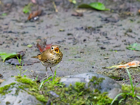 Swainsons Thrush in Ecuador ready for the dentist ?! Catharus ustulatus,Ecuador,Geotagged,Spring,Swainson's thrush