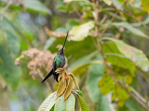 Sword-billed Hummingbird in Ecuador  Ecuador,Ensifera ensifera,Geotagged,Spring,Sword-billed hummingbird