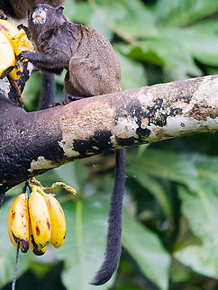 Black-mantled Tamarin in Ecuador  Black-mantled Tamarin,Ecuador,Geotagged,Saguinus nigricollis,Spring