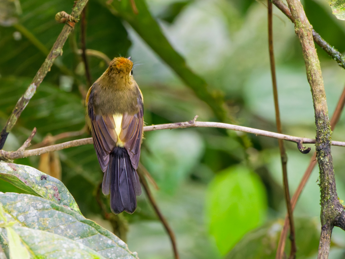 Tawny-breasted Flycatcher in Ecuador  Ecuador,Fall,Geotagged,Myiobius villosus,Tawny-breasted myiobius