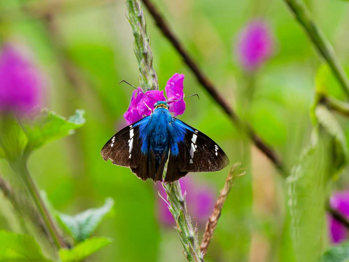 Telegonus fulgerator in Ecuador complex Ecuador,Geotagged,Spring,Telegonus fulgerator,Two-barred flasher