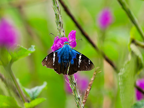 Telegonus fulgerator in Ecuador complex Ecuador,Geotagged,Spring,Telegonus fulgerator,Two-barred flasher