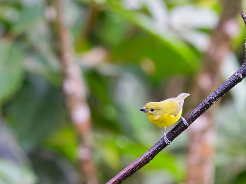 Thick-billed Euphonia in Ecuador female Ecuador,Euphonia laniirostris,Fall,Geotagged,Thick-billed euphonia