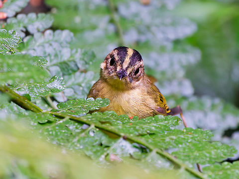 Three-striped Warbler in Ecuador  Basileuterus tristriatus,Ecuador,Geotagged,Spring,Three-striped warbler