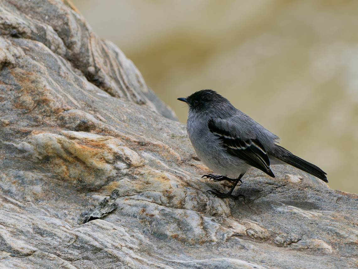 Torrent Tyrannulet in Ecuador  Ecuador,Geotagged,Serpophaga cinerea,Spring,Torrent tyrannulet