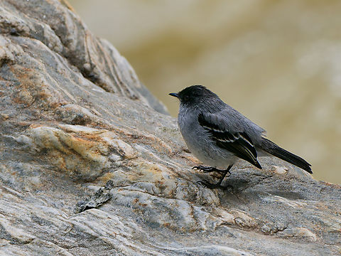 Torrent Tyrannulet in Ecuador  Ecuador,Geotagged,Serpophaga cinerea,Spring,Torrent tyrannulet