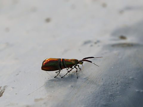 Tortyra slossonia in Ecuador traveling with us on a canoe for a while Ecuador,Geotagged,Spring,Tortyra slossonia